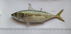 Rastrelliger kanagurta