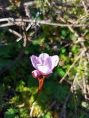 Drosera pauciflora