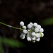 White-fruited Red Baneberry - Photo (c) Alan Vernon, some rights reserved (CC BY-NC-SA)