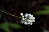 White-fruited Red Baneberry - Photo (c) Alan Vernon, some rights reserved (CC BY-NC-SA)
