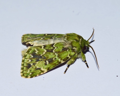 Nyodes