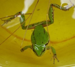 Hyla eximia