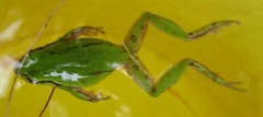 Hyla eximia