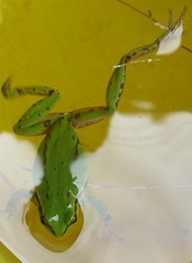 Hyla eximia