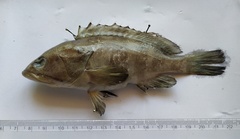 Epinephelus diacanthus