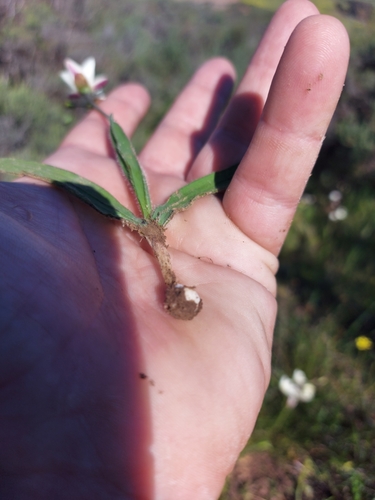 Image of Geissorhiza erosa by (c) Jacques van der Merwe, some rights reserved (CC BY-SA)