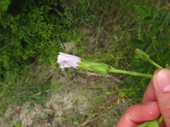 Lactuca tuberosa