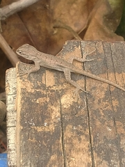 Sceloporus occidentalis