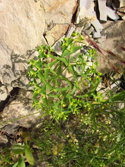 Euphorbia taurinensis