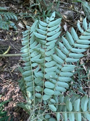 Cnestis polyphylla