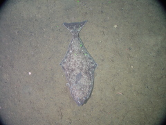 Hippoglossus stenolepis