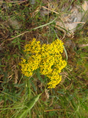 Odontarrhena muralis