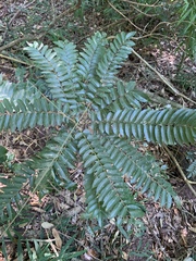 Cnestis polyphylla