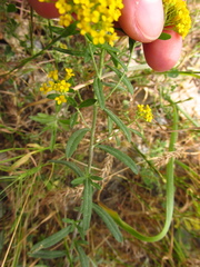 Odontarrhena muralis