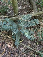 Cnestis polyphylla