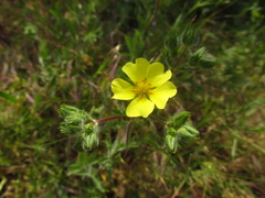 Potentilla astracanica