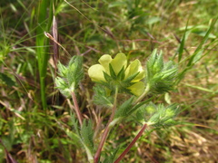Potentilla astracanica