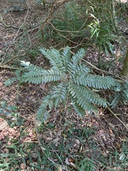 Cnestis polyphylla