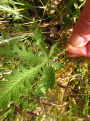 Potentilla astracanica