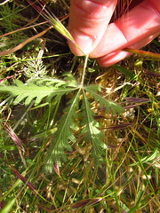 Potentilla astracanica