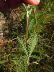 Potentilla astracanica