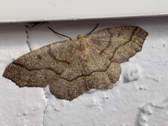 Lambdina fiscellaria