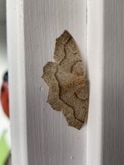 Lambdina fiscellaria