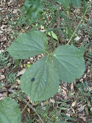Dioscorea dregeana