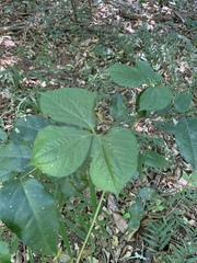 Dioscorea dregeana