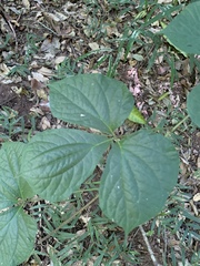 Dioscorea dregeana