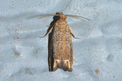 Epiblema abruptana