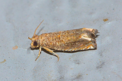 Epiblema abruptana
