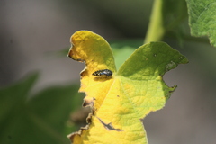 Acmaeodera flavopicta