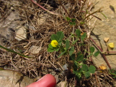 Medicago rigidula