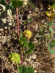 Medicago rigidula