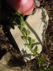 Veronica multifida