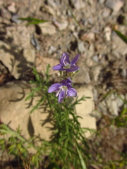Veronica multifida