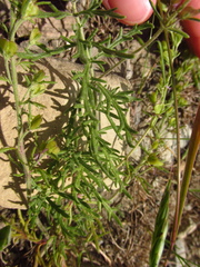 Veronica multifida