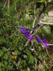 Delphinium consolida paniculatum