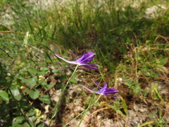 Delphinium consolida paniculatum