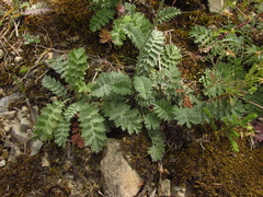Tanacetum poteriifolium