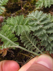 Tanacetum poteriifolium