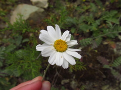 Tanacetum poteriifolium