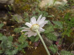 Tanacetum poteriifolium