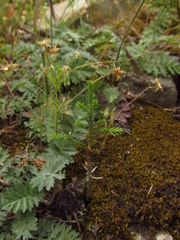 Tanacetum poteriifolium