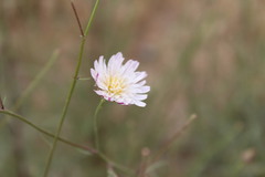 Malacothrix saxatilis tenuifolia