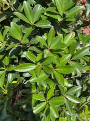 Ternstroemia