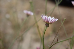 Malacothrix saxatilis tenuifolia
