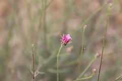 Malacothrix saxatilis tenuifolia