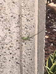 Anolis carolinensis